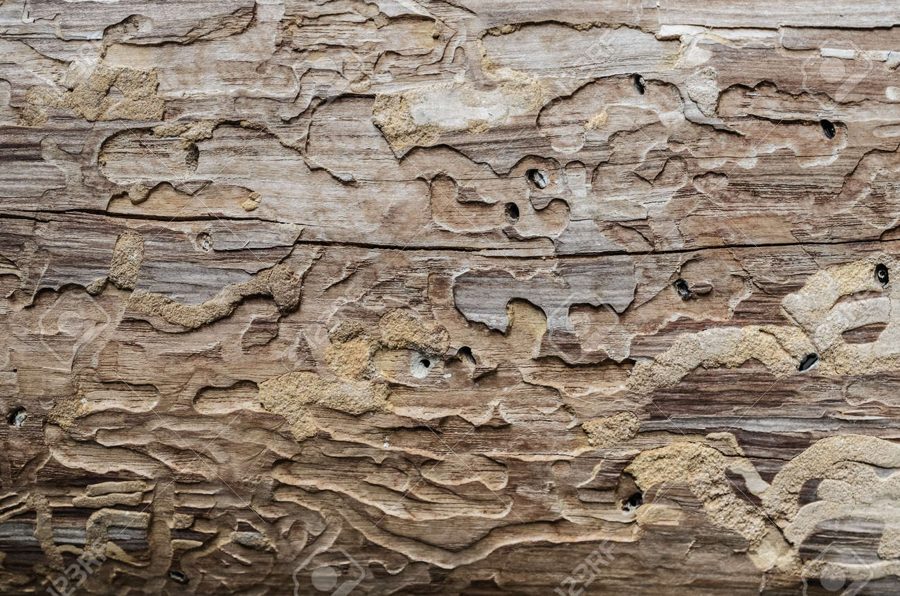 Termite damage in wood